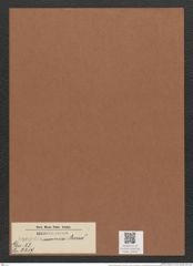 Surirella saxonica Auersw. (de-Toni-Nr.: Genus 53, Species 2217) Zeichnungen Sammlung Grunow Mappe 02444 (Herbarium_W_Grunow_drawings_Folder_02444)